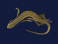 藏品(長尾南蜥)的圖片